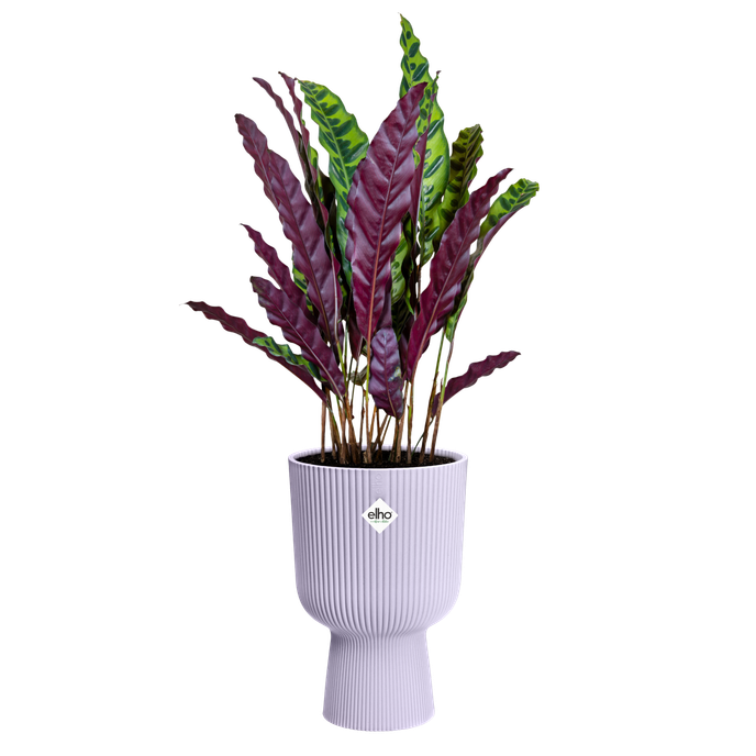 vibes fold coupe 30cm soft lilac